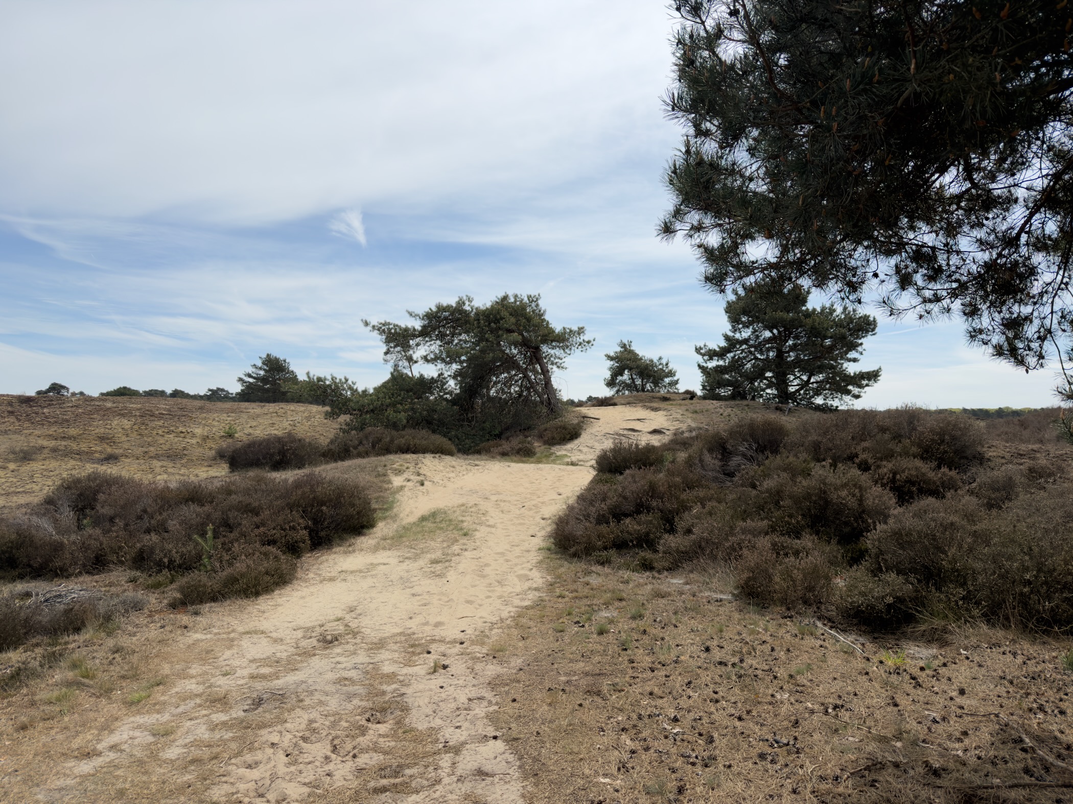 Sandy path winding through low heather with pines on the right