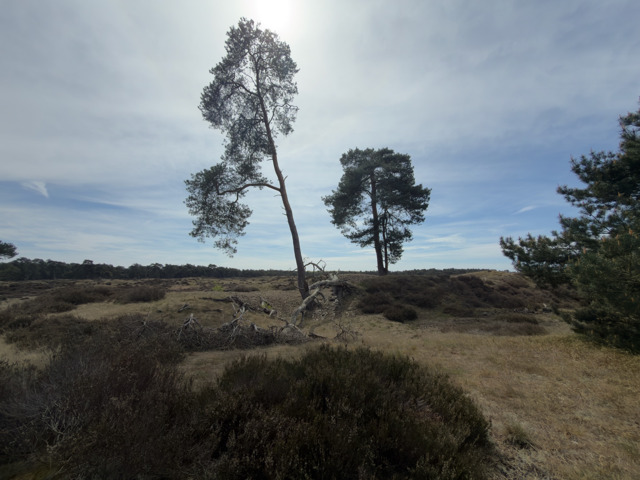 Lone wind-shaped pine on heath with the sun behind it