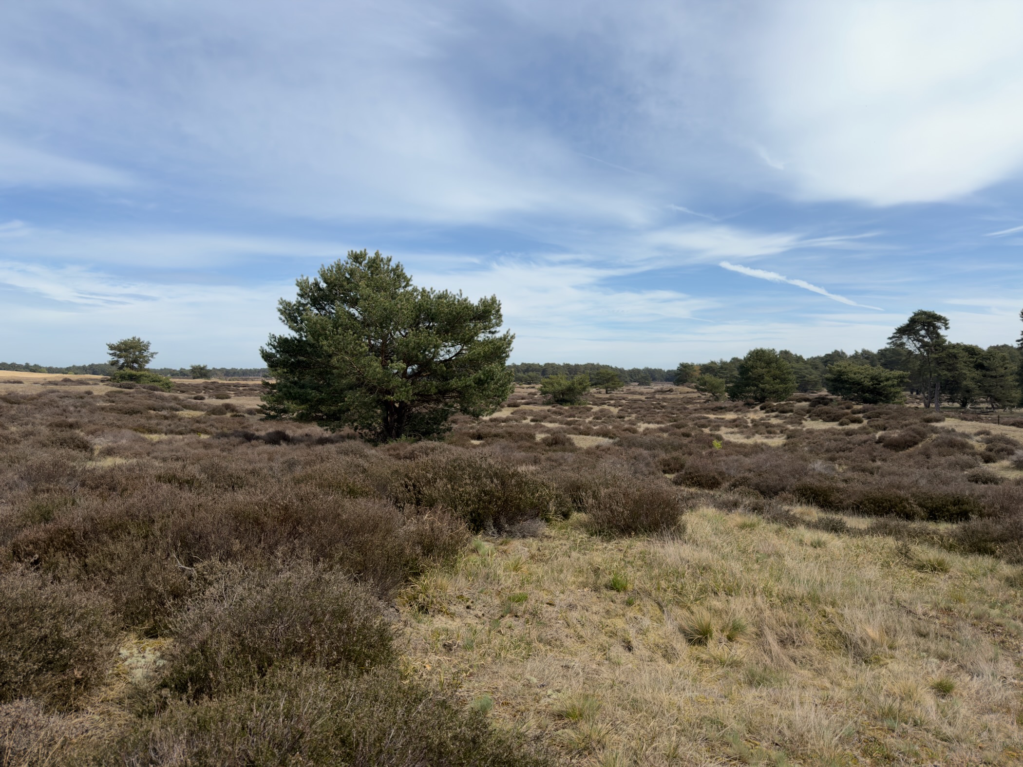 Solitary pine tree on rolling heathland