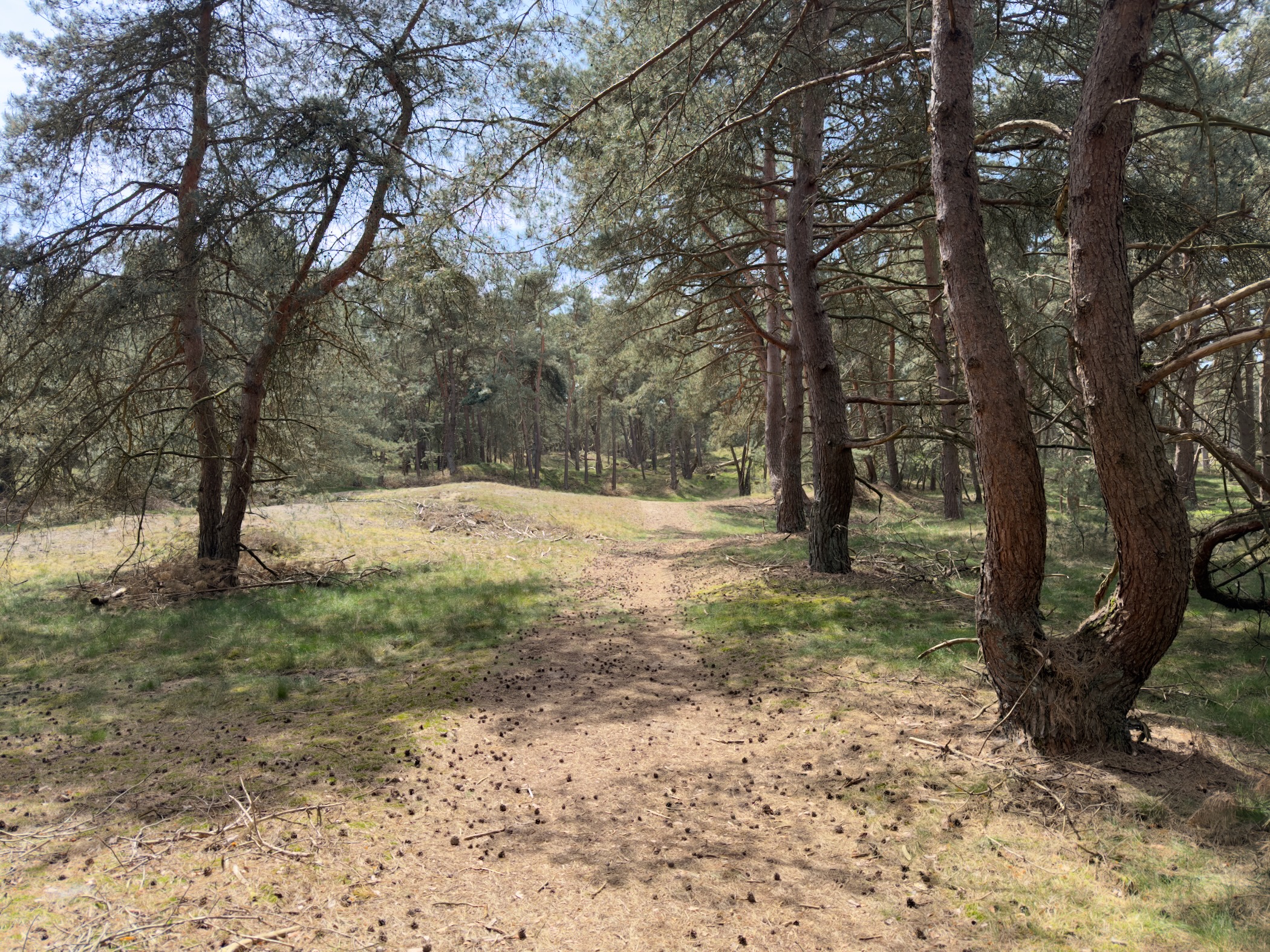 Sandy path through pines with cones scattered on the ground