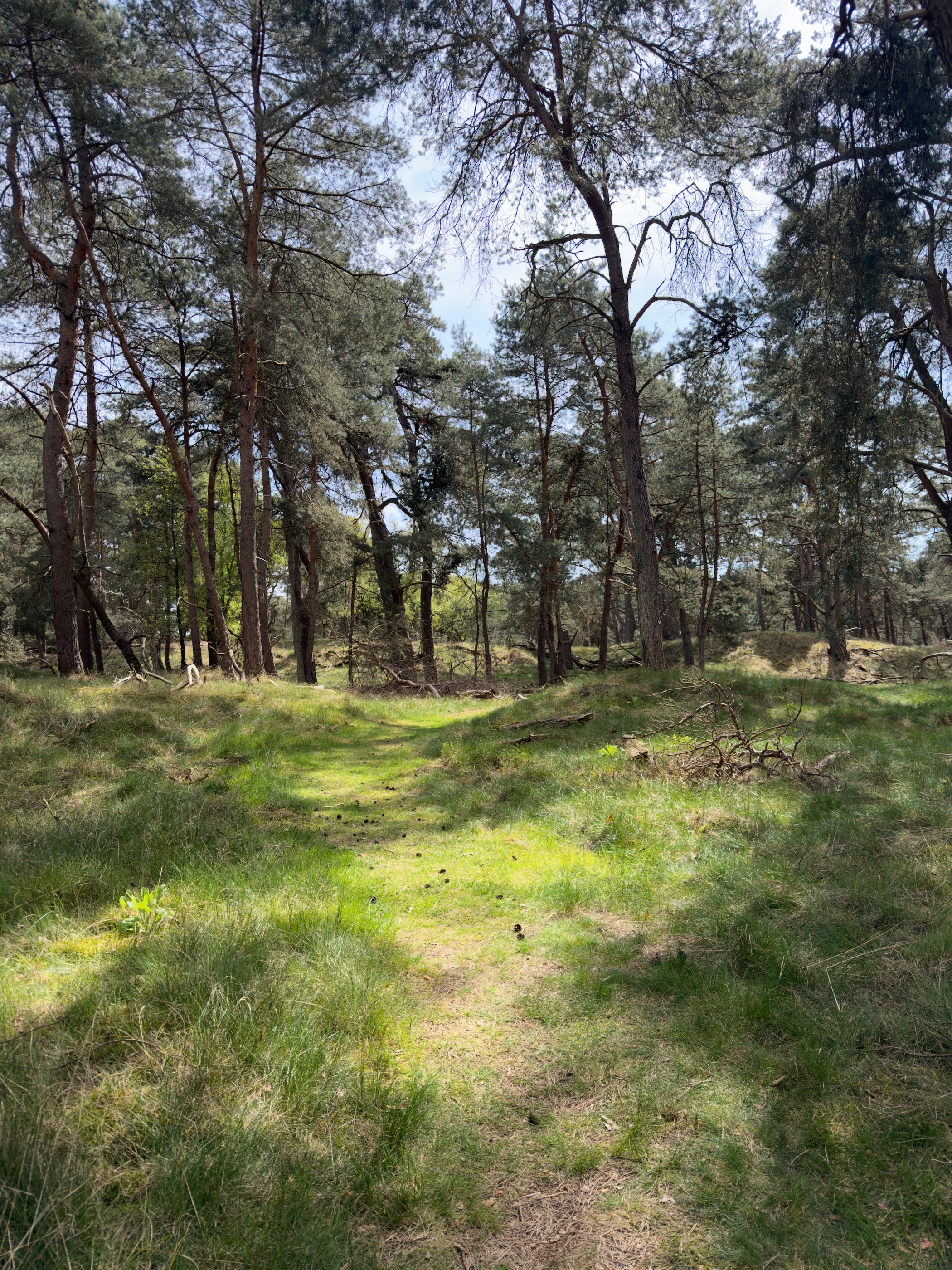 Grass path through a sunlit pine forest