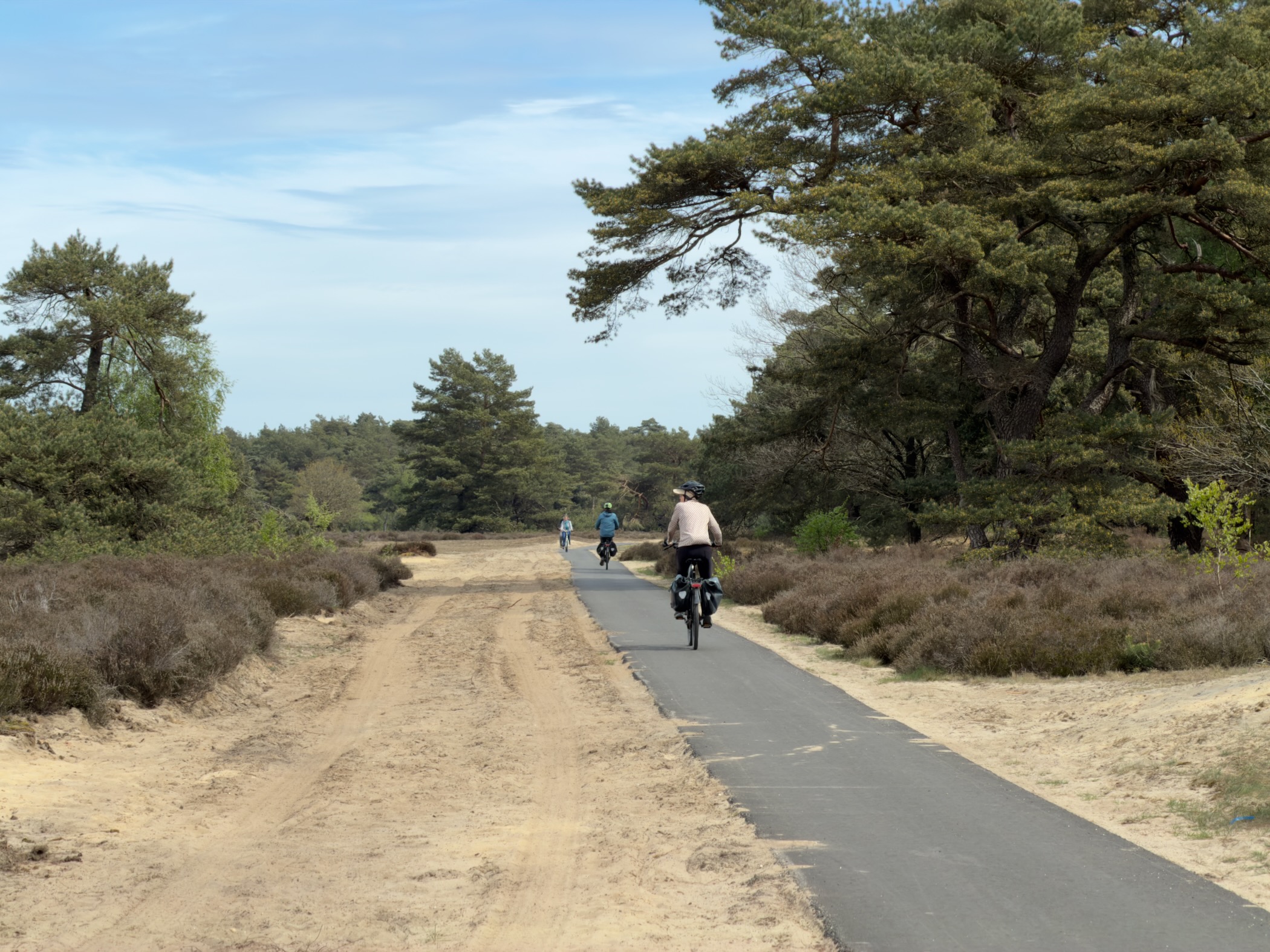 Cyclists riding along a paved path through heath and pines