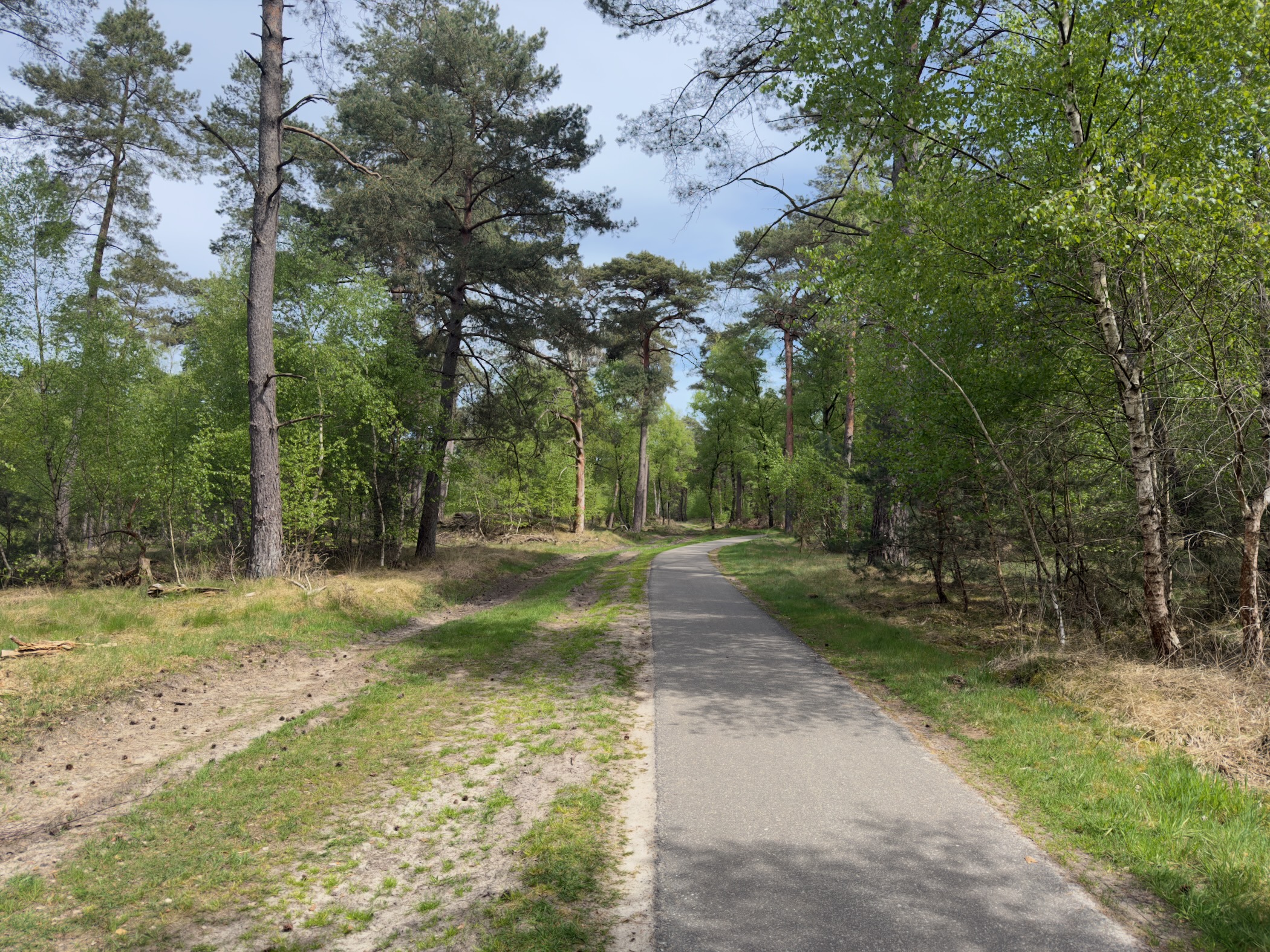 Paved path through mixed forest in spring sunshine