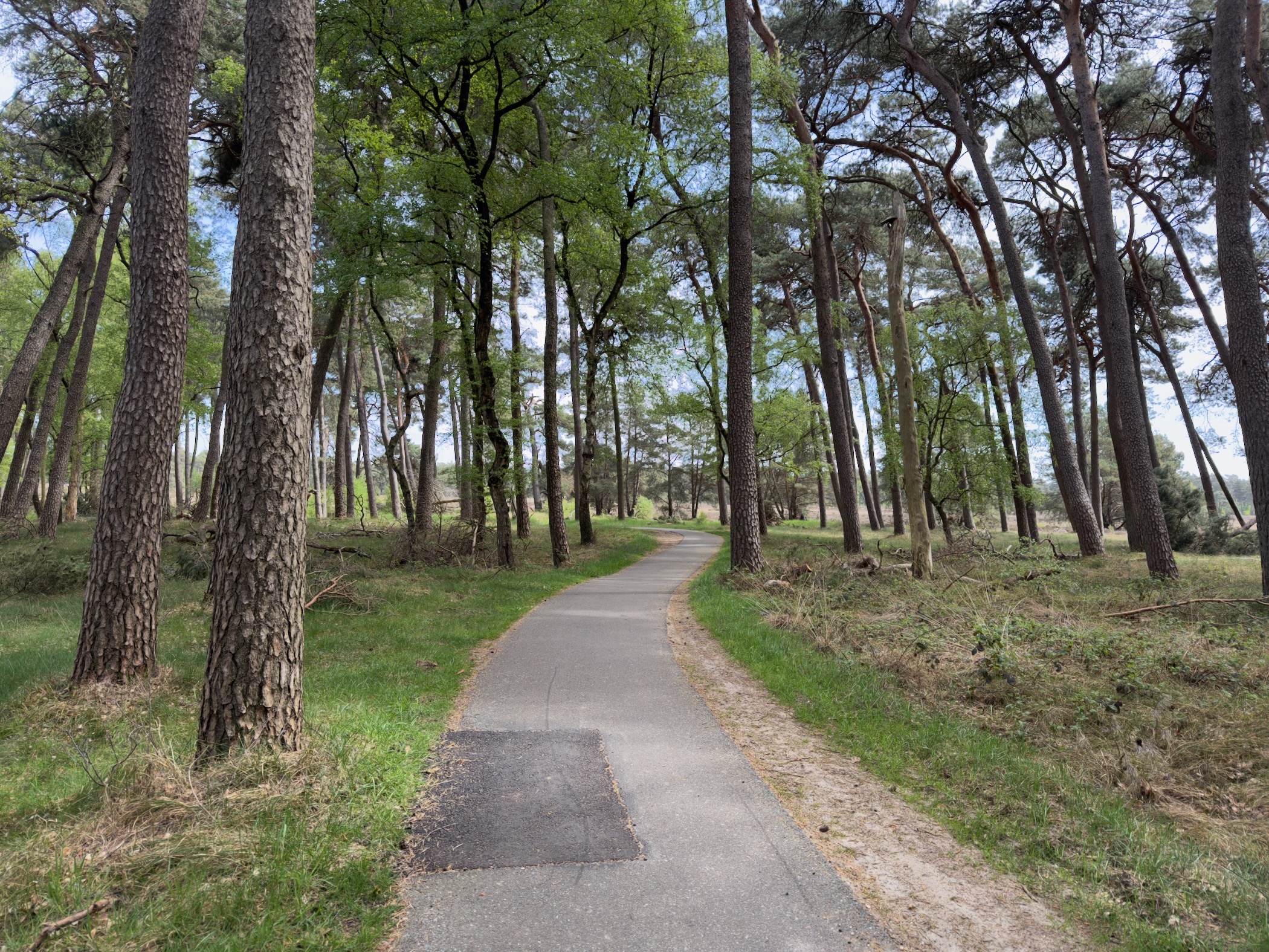 Curving paved path through pine and birch trees