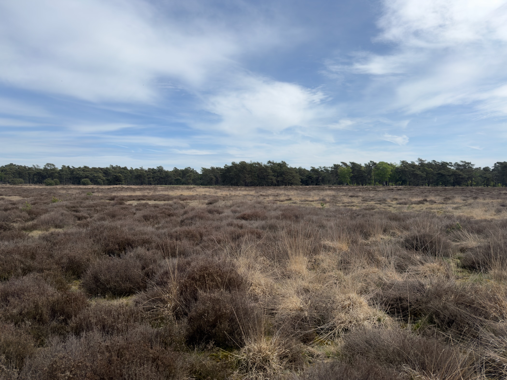 Heathland with patches of grass and trees on the horizon