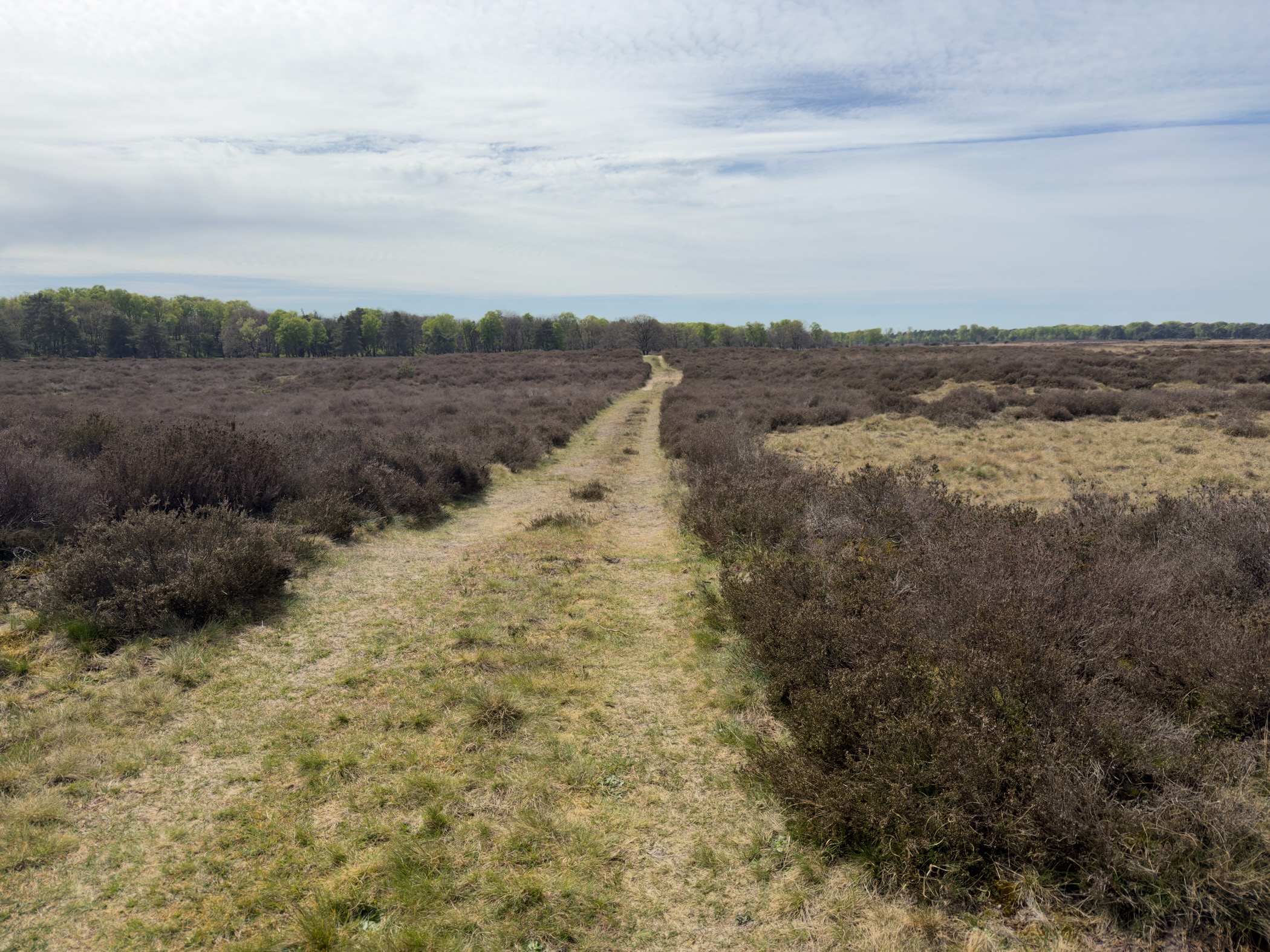 Narrow path through heather under a cloudy sky