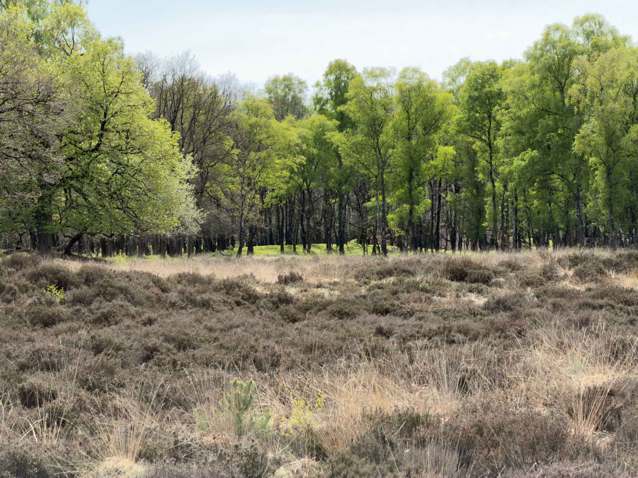 Birch trees in fresh spring leaf above a heather field
