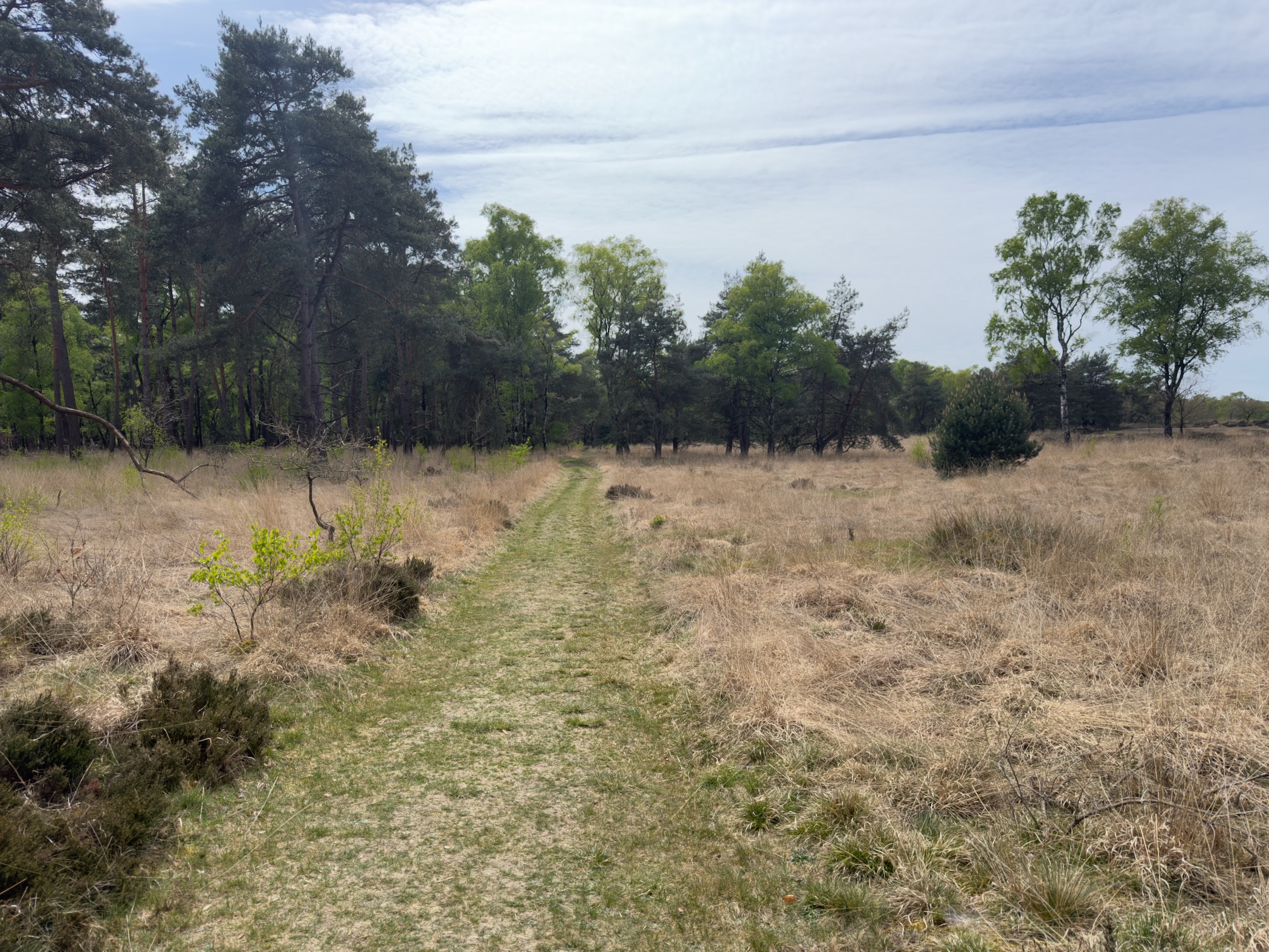 Grass path through heath and grassland with scattered trees