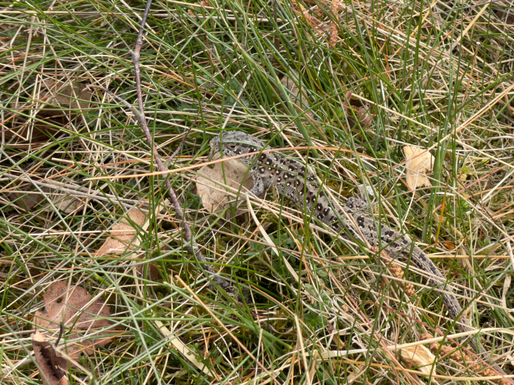 Sand lizard camouflaged among grass and dry leaves