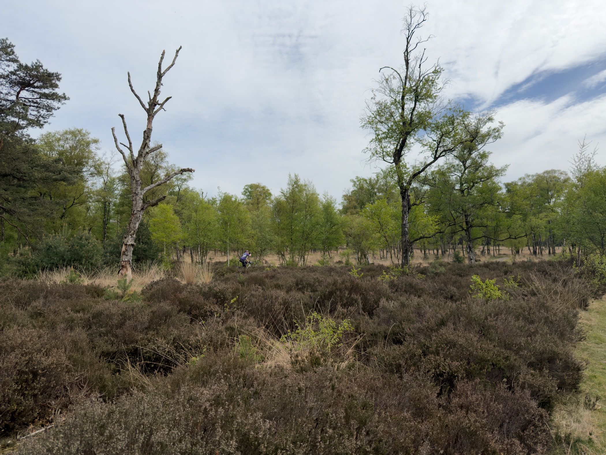 Heath with two bare trees and birches in the distance