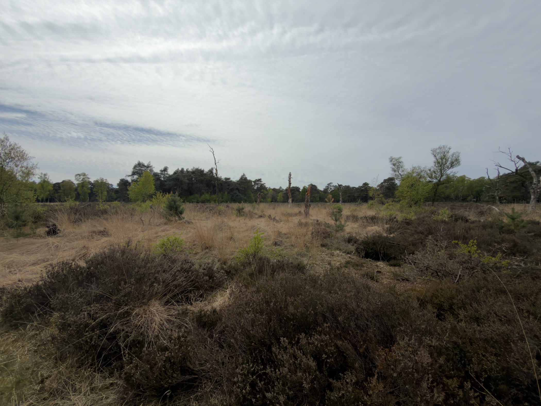 Wide heath with scattered birches and pines under a hazy sky