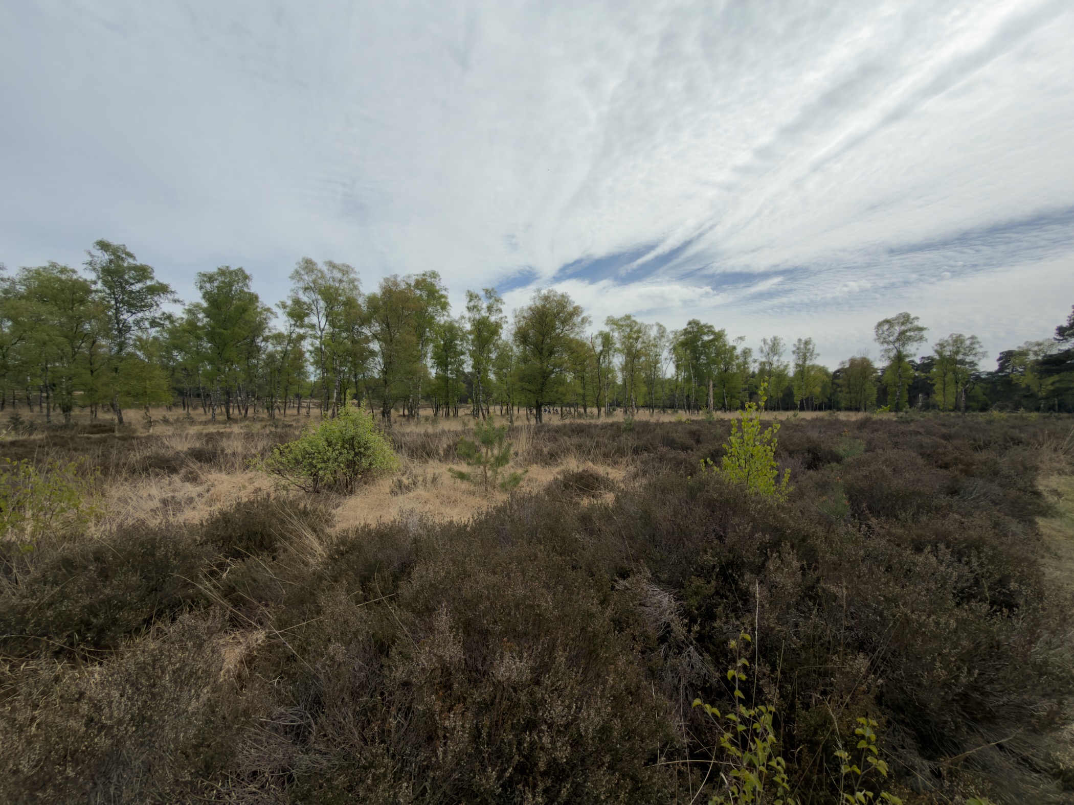 Heath bordered by a line of birch and pine trees