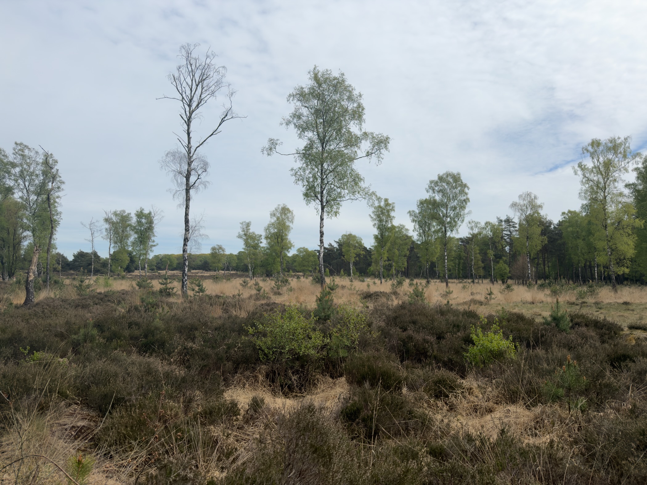 Birch trees and heath under a partly cloudy sky