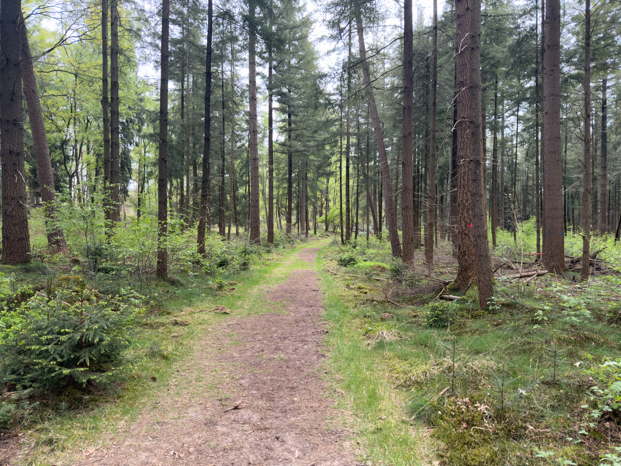 Path through a tall pine plantation with moss on the ground