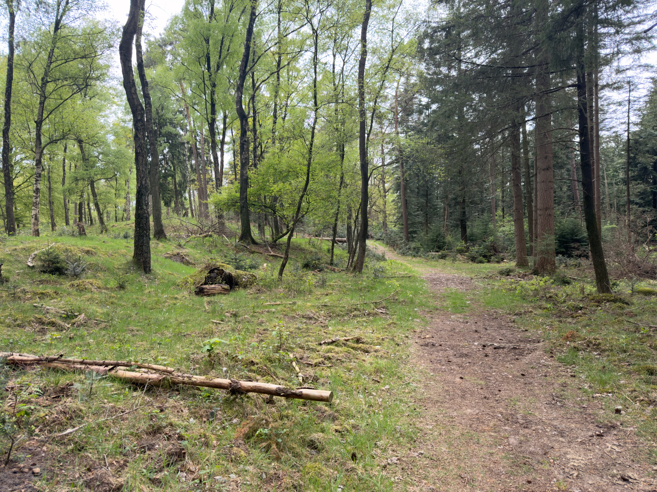 Forest path with fresh spring green and a fallen branch