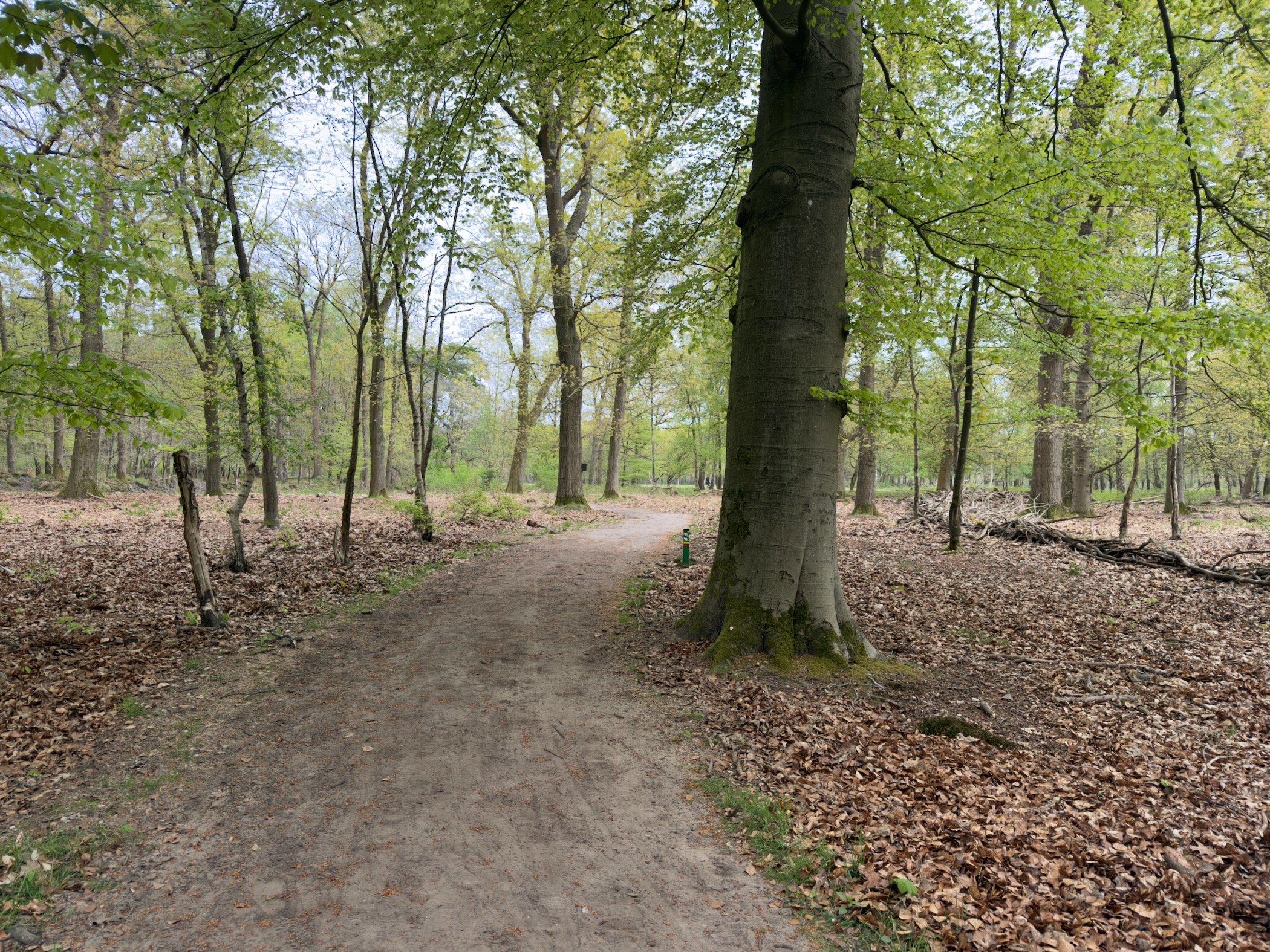 Path through tall beech trees in spring leaf