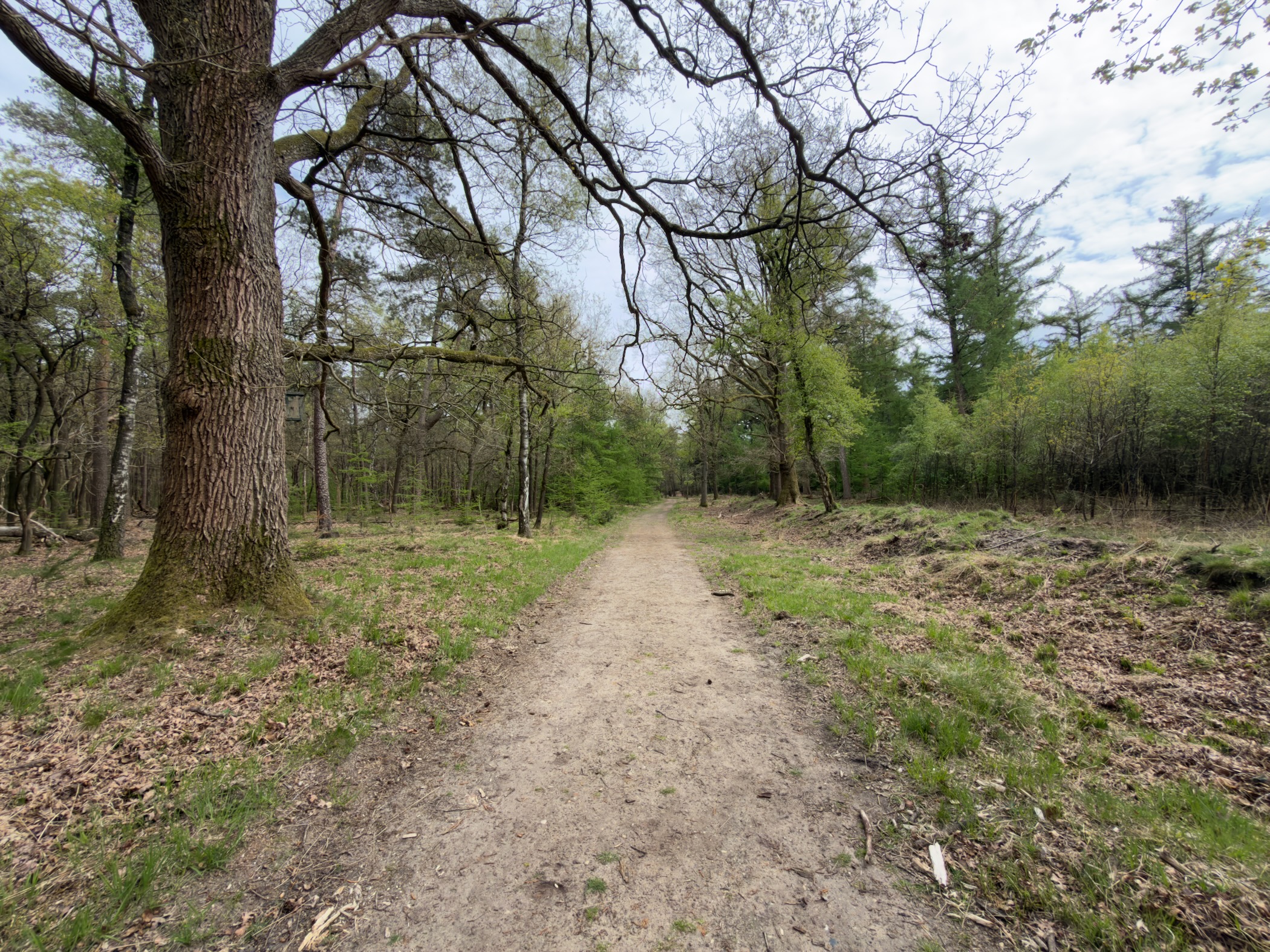Path through oak woodland with budding leaves