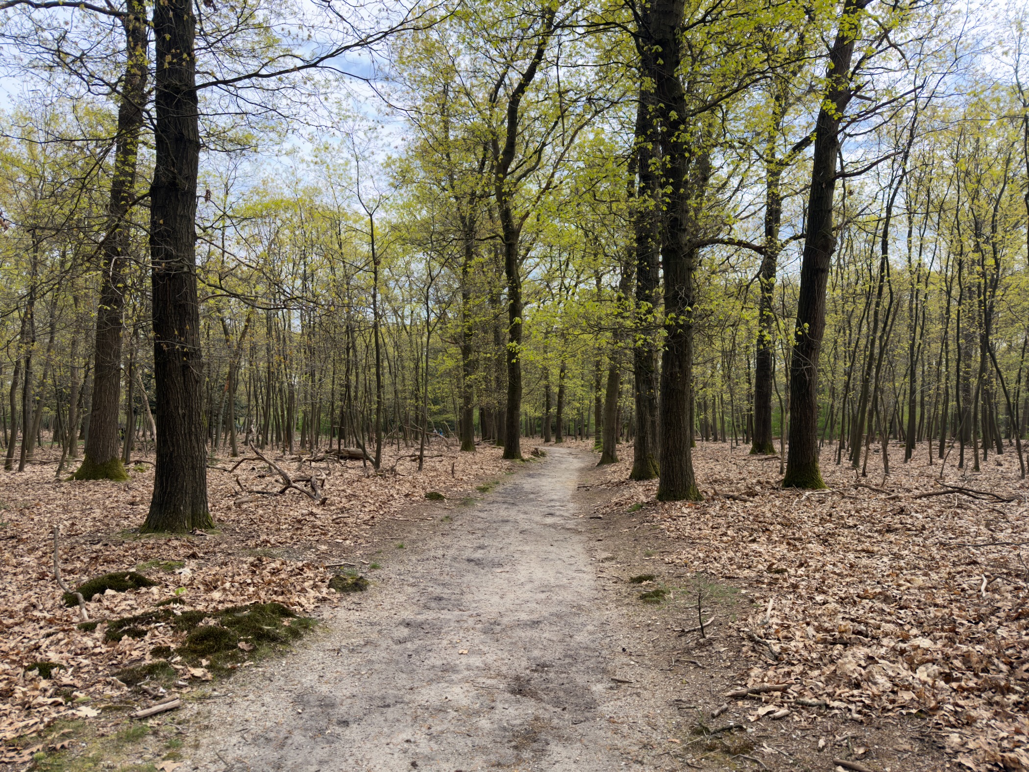 Wide forest path through young oaks in spring