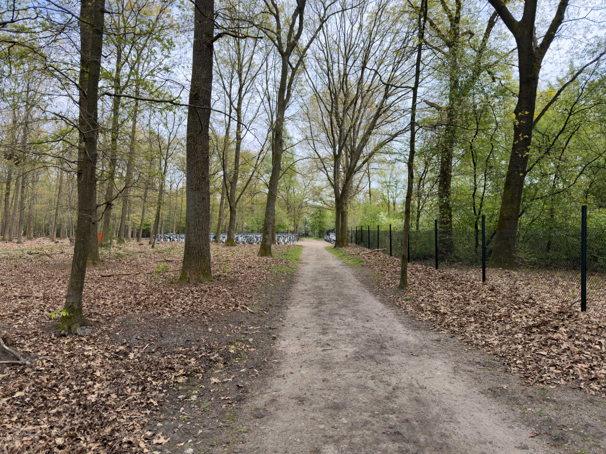 Tree-lined path leading towards a fenced area