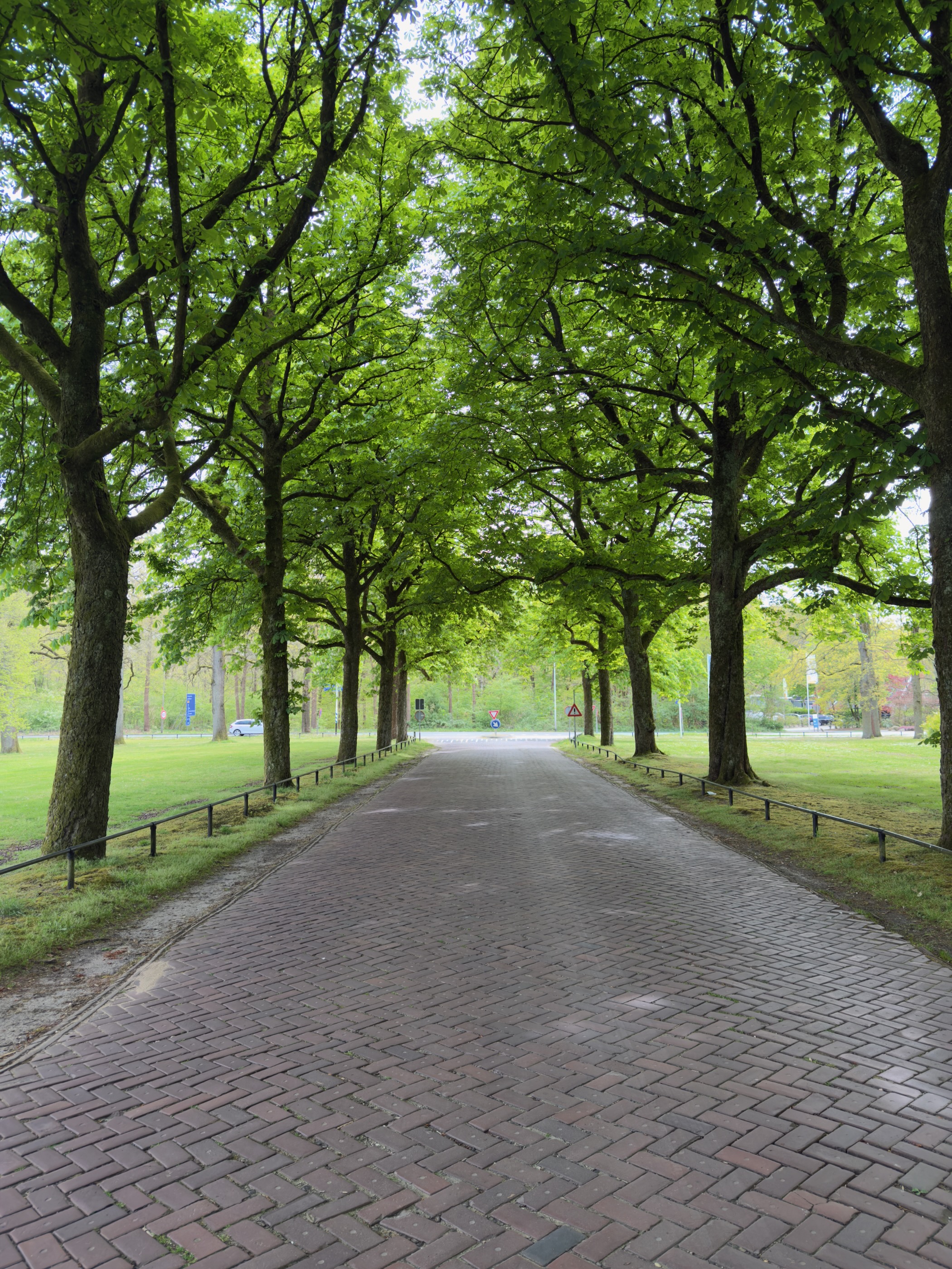 Brick paved avenue lined with mature lime trees