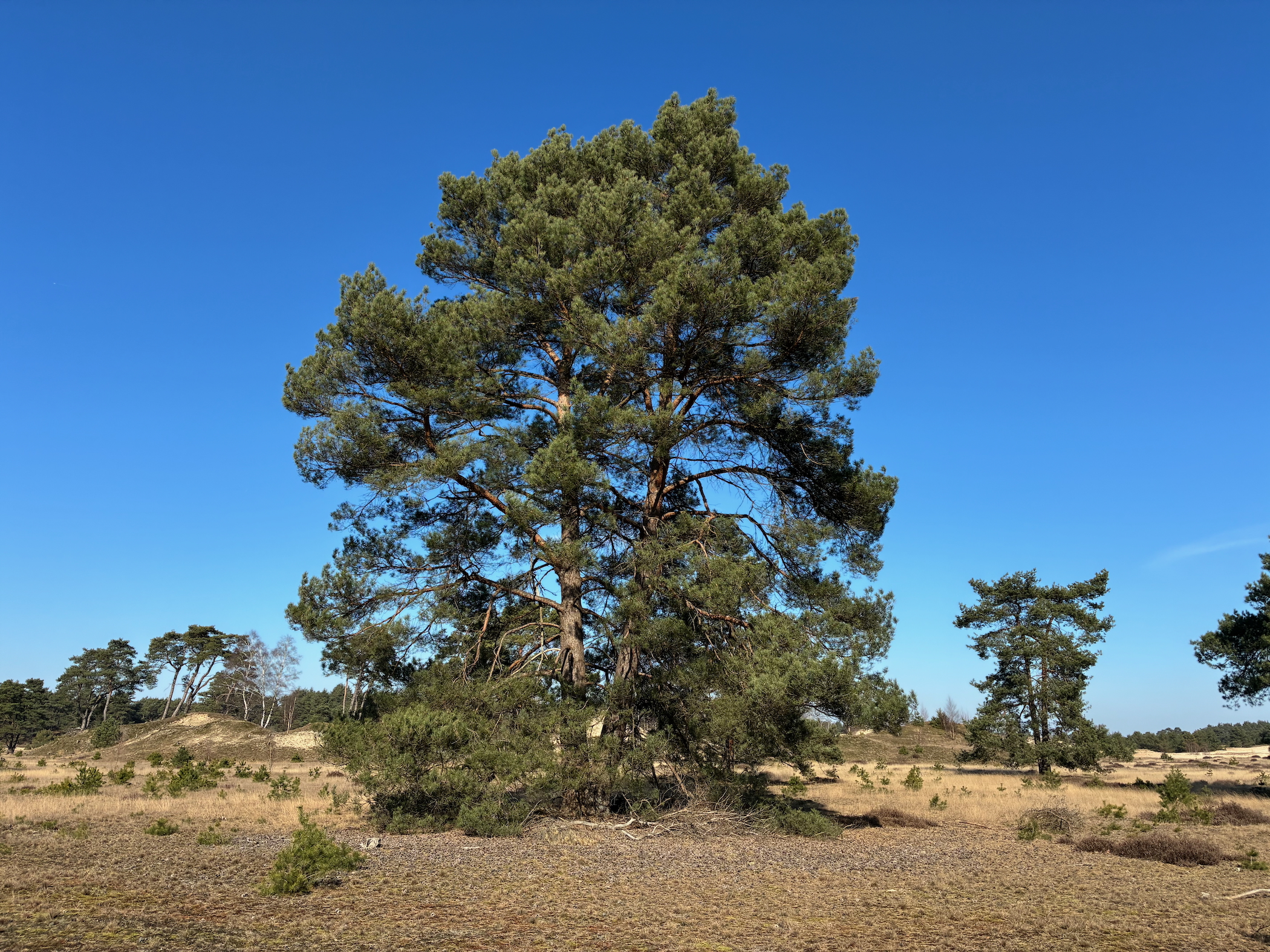 Description