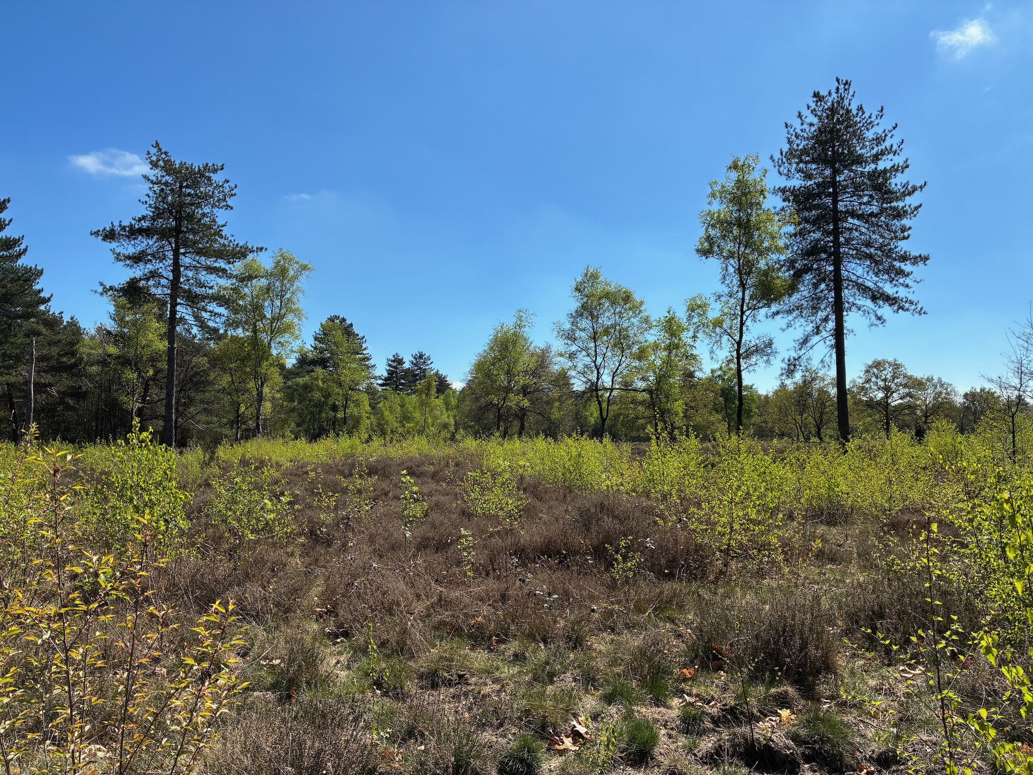 Description