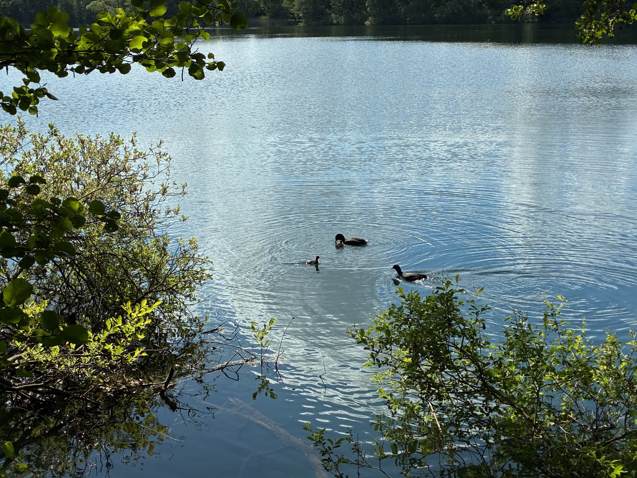 Description